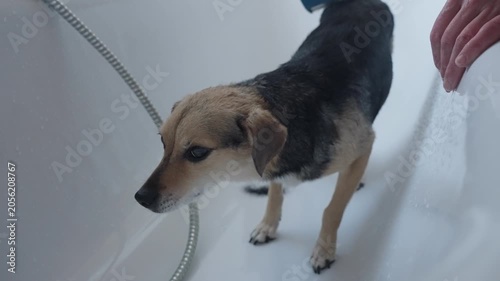 A dog stands in a bathtub after a bath while its owner gently brushes out loose undercoat