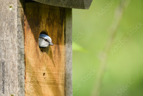 Fotografía Close-up of a common blue tit emerging from a nest box