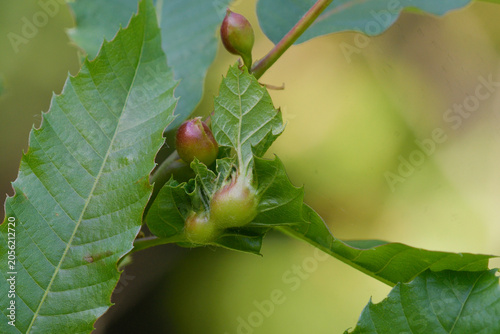 Tableau sur toile Close-up of chestnut galls formed by the Dryocosmus kuriphilus wasp