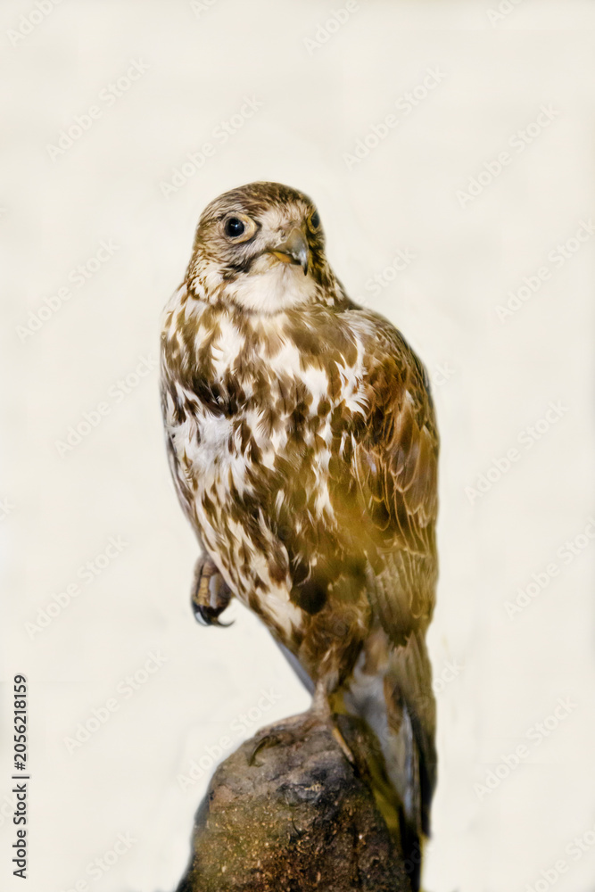 Obraz premium Altai falcon sitting on a stone on a white background. Birds, ornithology, ecology.