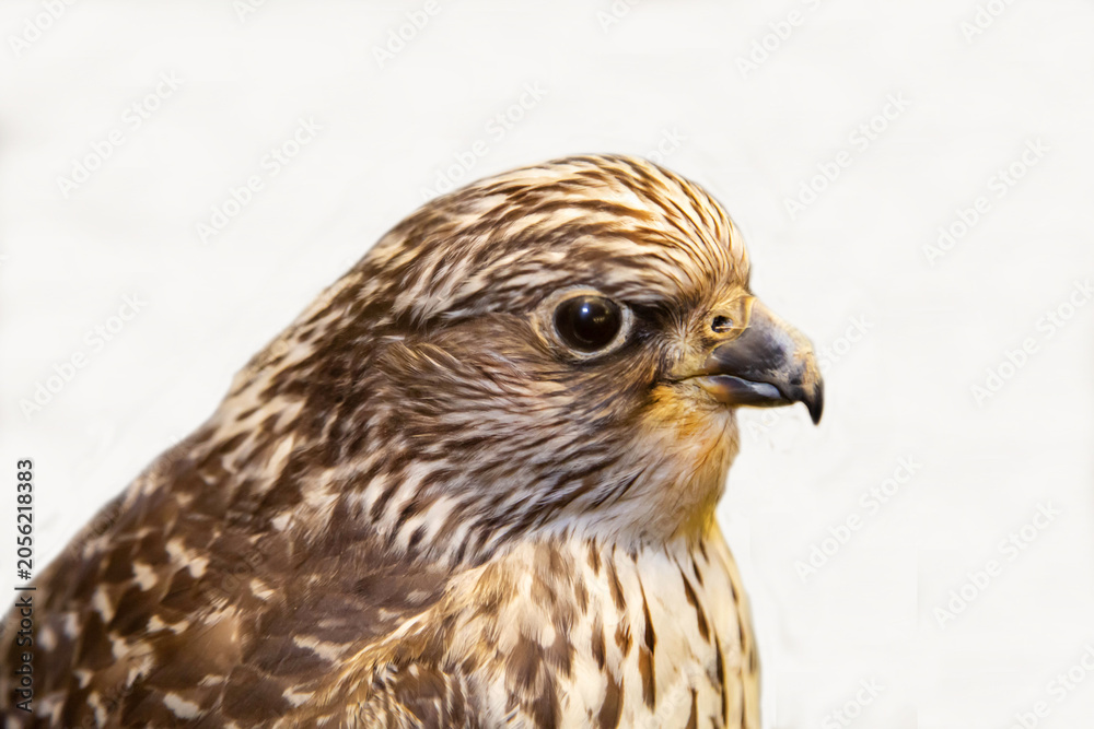 Obraz premium A gyrfalcon with a sharp beak on a white background. Birds, ornithology, ecology.
