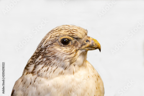 Foto A gyrfalcon with a sharp beak on a white background