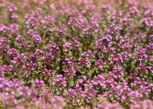 Blooming Wild Thyme Field in Soft Morning Light 2