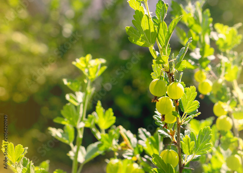 Green Gooseberries Ripening on a Bush in Sunny Garden