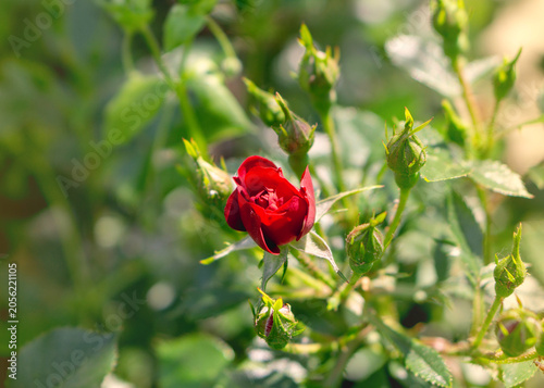 Small Red Rose Bud Opening in a Sunny Summer Garden