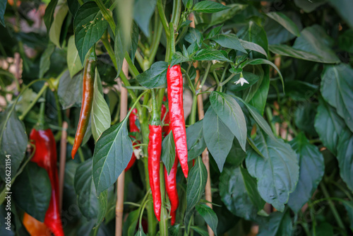 Red chili peppers grow on plants in a garden under sunlight during summer in a vegetable patch