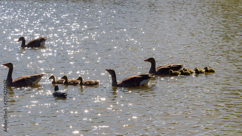 Obraz na plátně Greylag goose family swimming with goslings on sunlit water