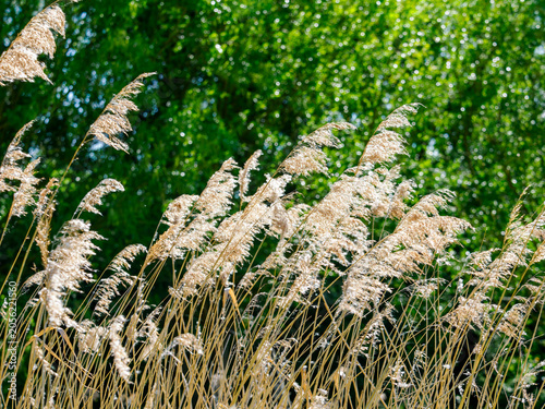 Quadro su tela Dry reeds swaying in wind at outdoor museum course