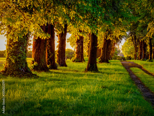 Cuadro en lienzo Pathway winding through trees at golden hour, Chateau de Gromesnil