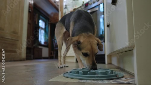 Small pet dog eagerly eats her breakfast from a plate on the floor