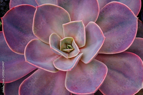 Foto Succulent plant grows in a garden showing smooth leaves in shades of purple and