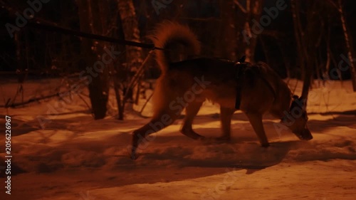 A dog being walked on a snowy street of a suburban area at night