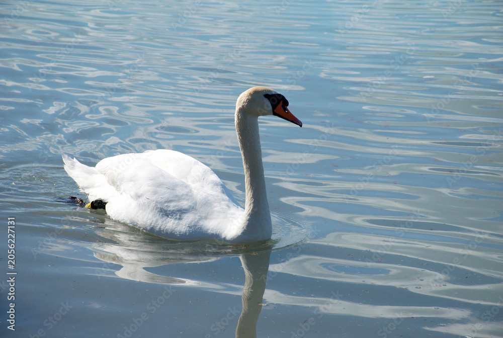 Fototapeta premium White swan swimming on calm blue water with a clear reflection and gentle ripples. Peaceful wildlife scene featuring a mute swan floating across lake Balaton, Hunagry. Elegant water bird.