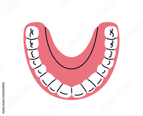 Lower jaw with clean teeth, healthy gums. Dental oral anatomy from top. Molar...