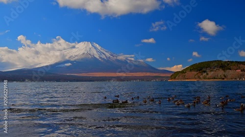 山中湖から見た雪の富士山と渡り鳥　