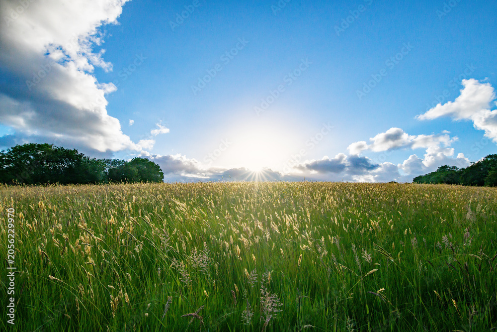 Fototapeta premium Summer sunset over a field of tall grass. Farmland and country life image. British farming and agriculture image. Beautiful landscape.