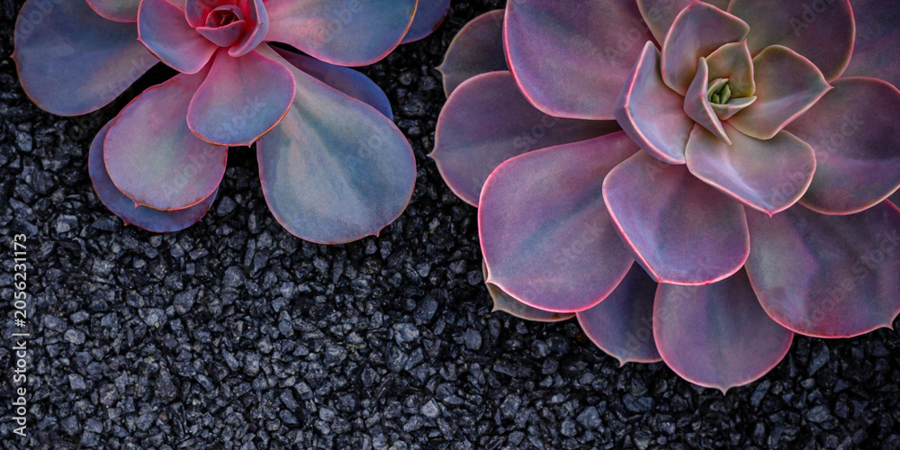 Obraz premium Succulent plants growing on dark gravel in a garden setting during daytime with soft light