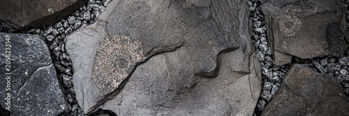 Billede på lærred Fossils embedded in rocks found on the surface of a gravel path in a natural set