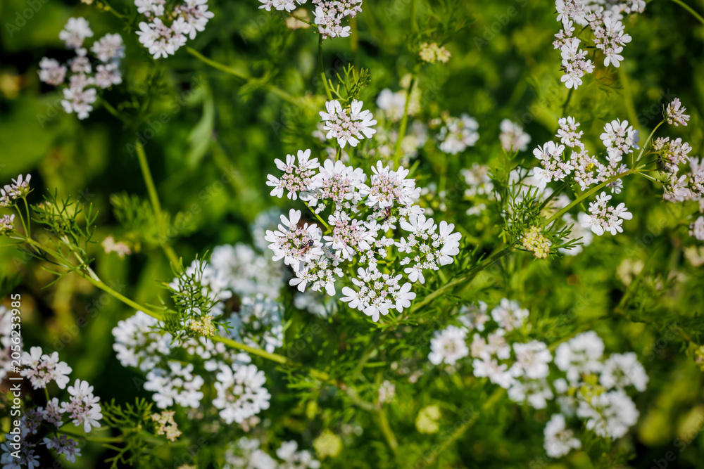Fototapeta premium White flowers bloom in a garden filled with green plants during the spring afternoon