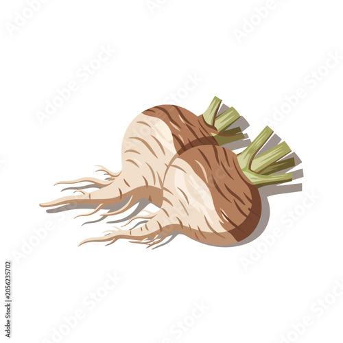 Two fresh raw turnips with green stems isolated on a white background