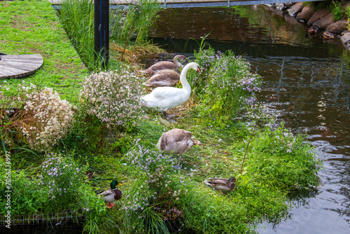 Obraz na plátne White swan with cygnets and mallards by a canal bank