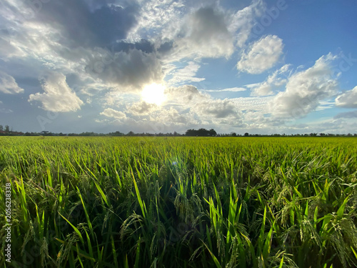 Golden Rice Field Under Dramatic Cloudy Sky at Sunset – Rural Agricultural Landscape