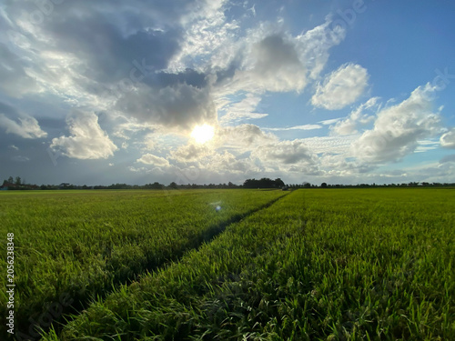 Golden Rice Field Under Dramatic Cloudy Sky at Sunset – Rural Agricultural Landscape