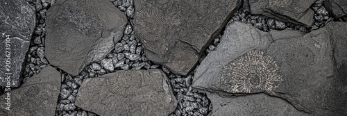Foto Fossils and stones on a rocky surface found in a natural setting during daylight