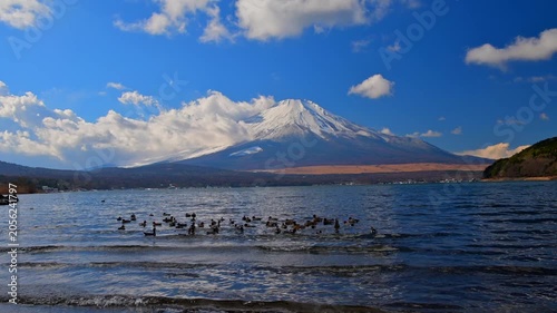 山中湖から見た雪の富士山と渡り鳥　