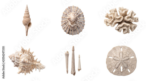 Slika na platnu Beautiful assortment of natural seashells, corals, and other sea life specimens, isolated on a transparent background