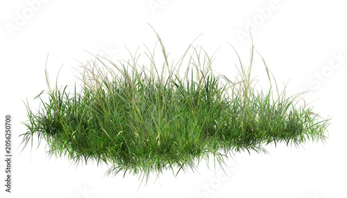 Canvastavla grass isolated on white background/Ultra-sharp, high-resolution isolated clump of dense green wild grass and weeds on a pure white background