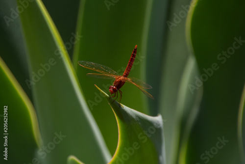 фотографія Macro closeup of a red-veined dropwing dragonfly clinging to an agave leaf
