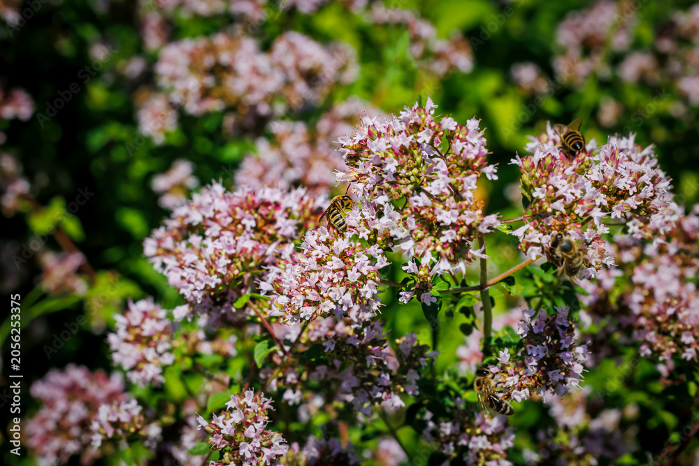 Fototapeta premium Bees gather nectar from small flowers in a green garden during a sunny day in spring