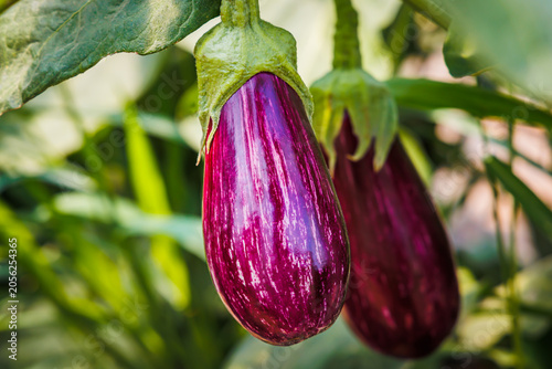 Growing eggplants in a garden during the summer season under natural sunlight