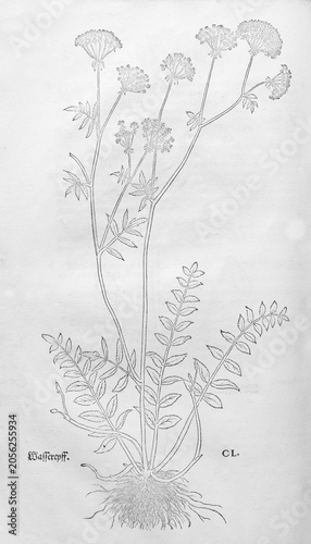 Berula erecta (Berula erecta), woodcut by Leonhart Fuchs, from New Kreüterbuch, neues Kräuterbuch, Michael Isingrin, Basel, Switzerland, 1543