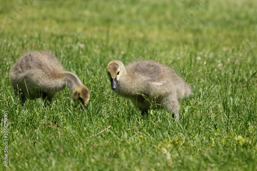 Young Canada goose goslings feeding in fresh spring grass, showing natural foraging behavior and early wildlife development.