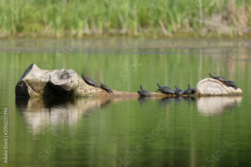 Painted turtles resting on a fallen log above calm water, displaying thermoregulation and basking behavior in a wetland habitat.