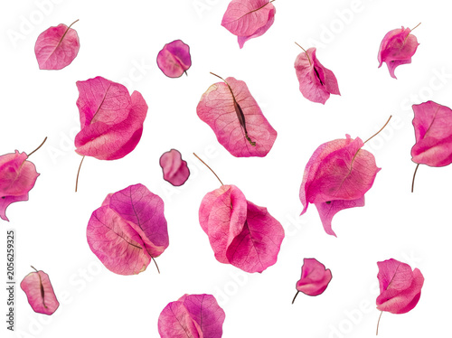 Fotografija Delicate pink bougainvillea bracts gently floating and scattered.