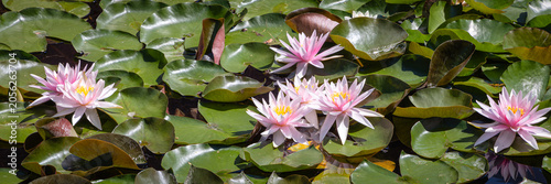 Cuadro en lienzo Water lilies bloom in a pond under bright sunlight during summer months near a g