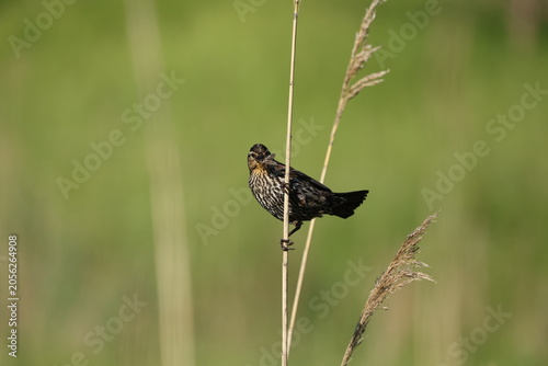 Female Red-winged Blackbird (Agelaius phoeniceus) perched on a reed in wetland habitat displaying natural bird behavior.