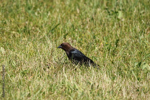 Brown-headed cowbird searching for food in grassy habitat, displaying natural foraging behavior in a North American ecosystem.