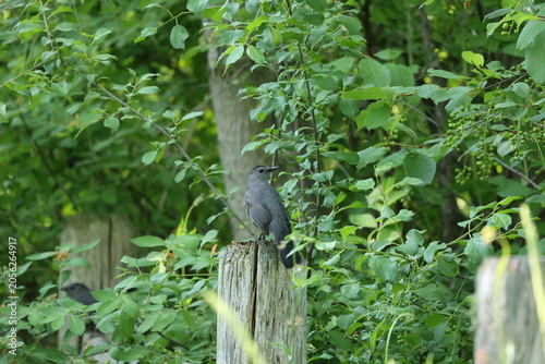 Gray Catbird (Dumetella carolinensis) perched on a weathered fence post amid lush green vegetation, displaying natural bird behavior.