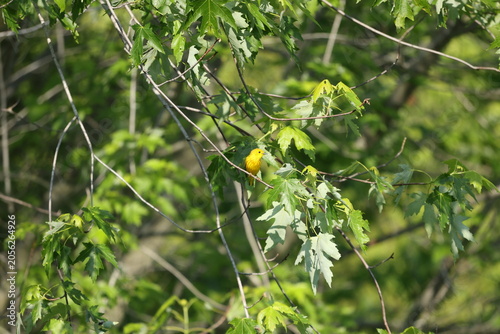 Yellow Warbler (Setophaga petechia) perched among fresh maple leaves in spring foliage, displaying natural songbird behavior.