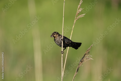 Female Red-winged Blackbird (Agelaius phoeniceus) holding an insect while perched on a marsh reed, illustrating feeding behavior.