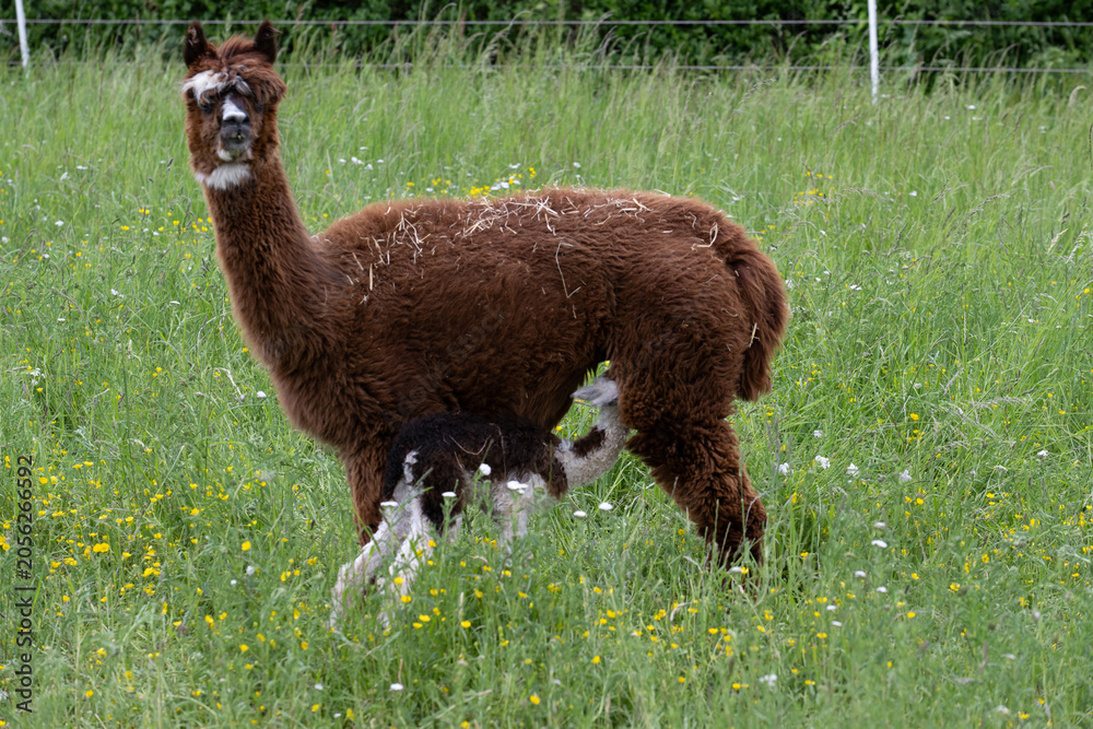 Obraz premium alpaka tier natur lama familie