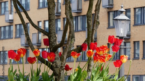 Tulips in the city