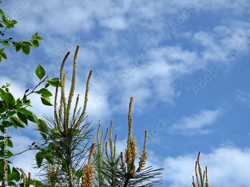 Fotografía Contrast of green broadleaf and pine needles under blue sky.