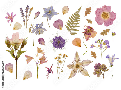 Fotografie Diverse collection of dried pressed flowers and natural botanical elements, carefully arranged
