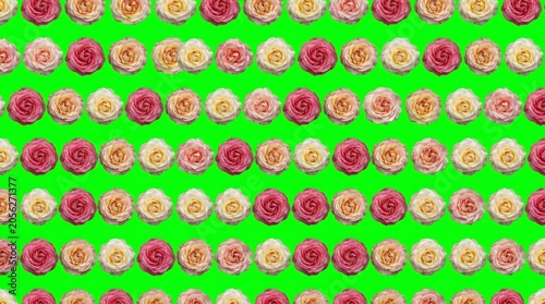 Pattern of Pink Yellow and Cream Roses on Bright Green Background