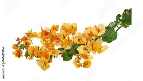 Tableau sur toile Beautiful orange bougainvillea flowers with green leaves isolated on transparent background with clipping path
